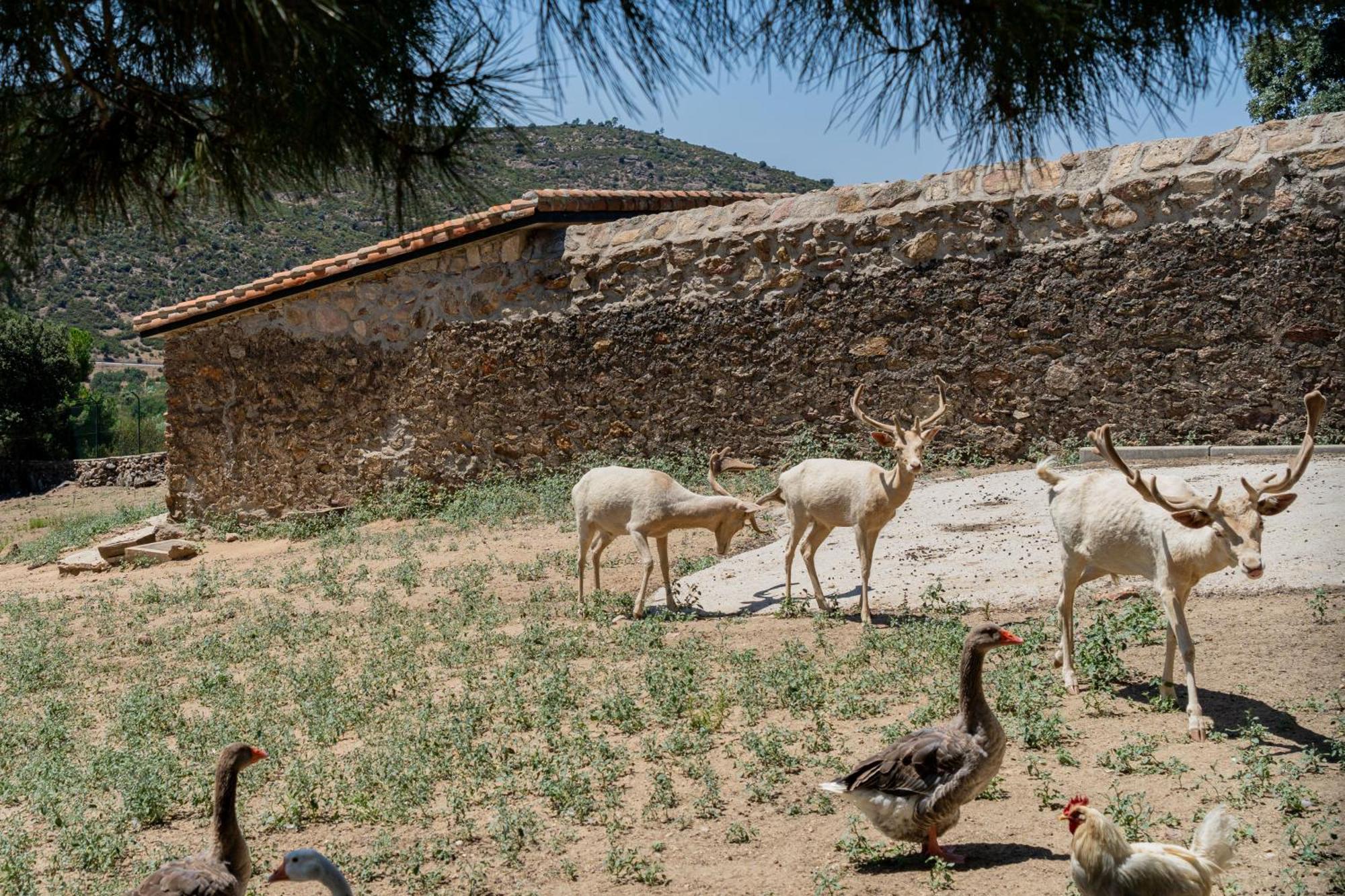 Casa Rural Los Olivos De Robledo De Chavela La Estacion Eksteriør billede